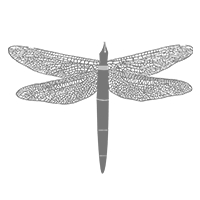 Flight of the Dragonfly